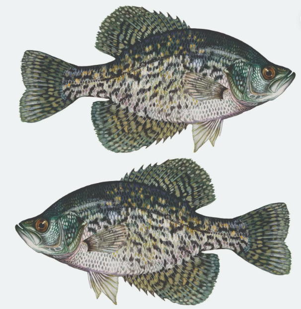 Black Crappie Sticker, Decal, Bumper Sticker Truck, Fishing, Boat Stickers 2PK