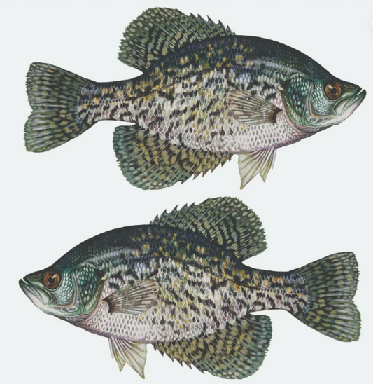 Black Crappie Sticker, Decal, Bumper Sticker Truck, Fishing, Boat Stickers 2PK