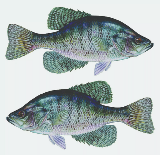 White Crappie Sticker, Decal, Bumper Sticker Truck, Fishing, Boat Stickers 2/pk